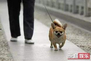 娱乐吃瓜养狗视频大全,娱乐吃瓜，狗狗视频大全集锦